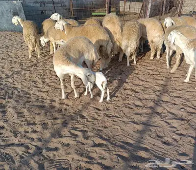 16 رخال نوادر دفيع من حلال الصياد في أملج -الحد موجود 0