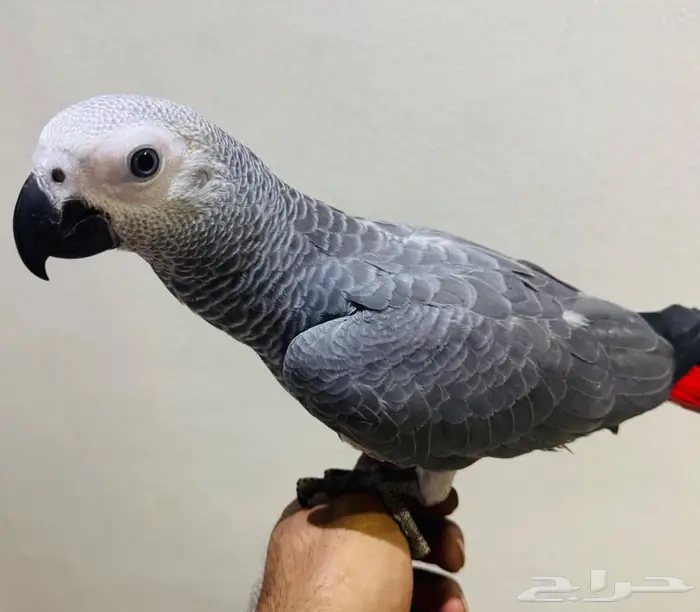 للبيع فرخ كاسكو هولندي 1