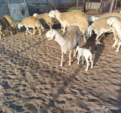 16 رخال نوادر دفيع من حلال الصياد في أملج -الحد موجود 1