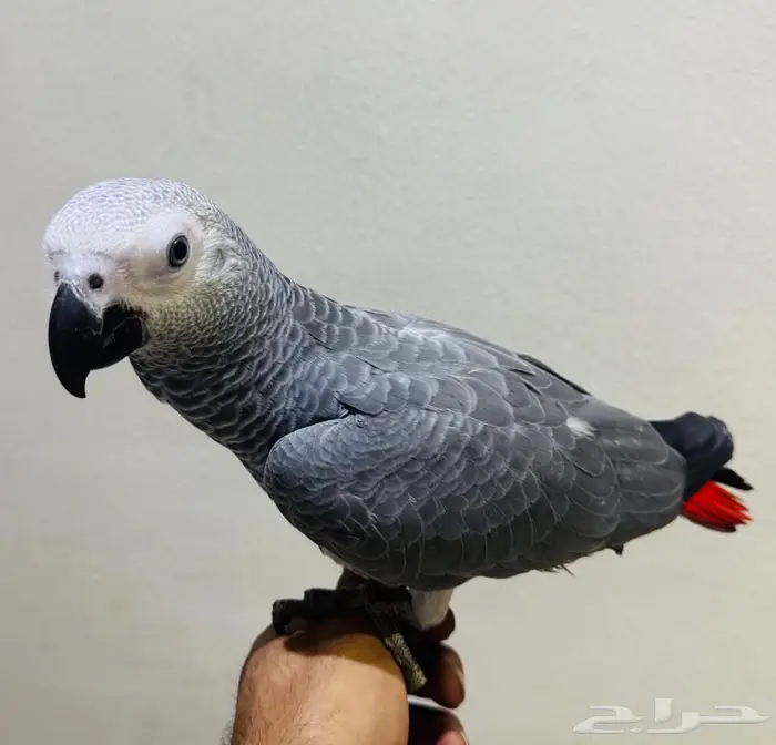 للبيع فرخ كاسكو هولندي 2