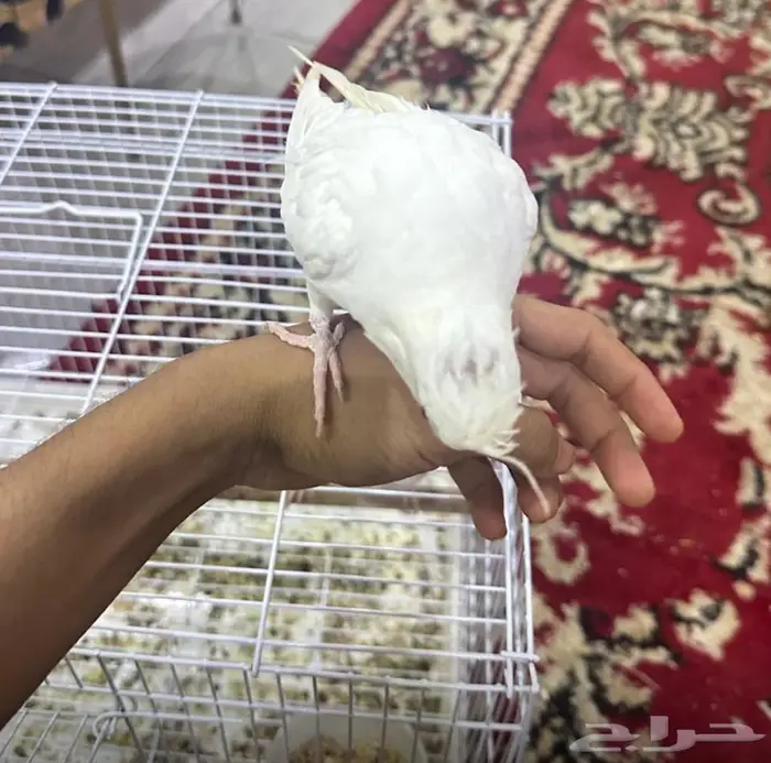 زوج كروان اليف 0