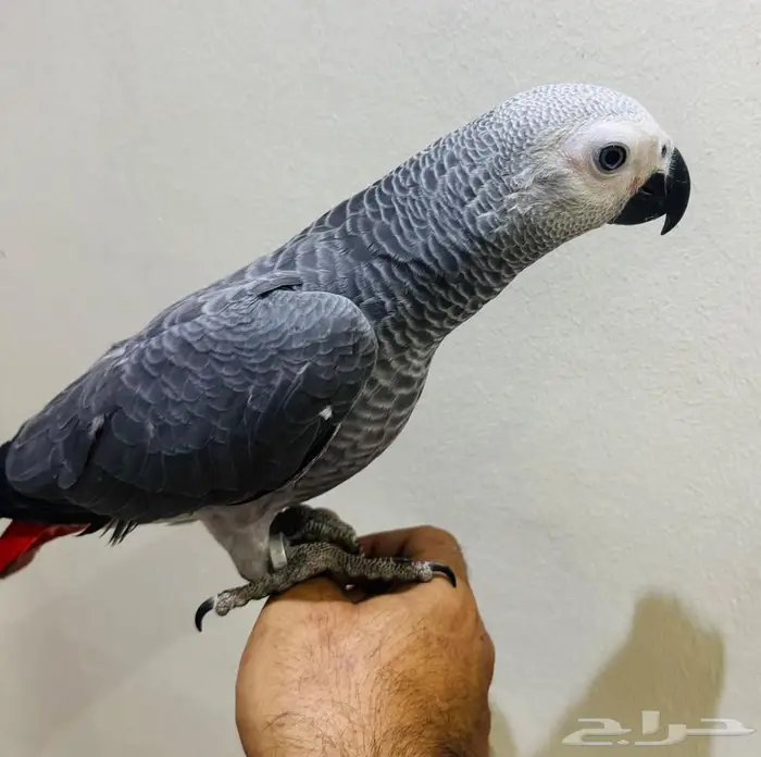 للبيع فرخ كاسكو هولندي 7