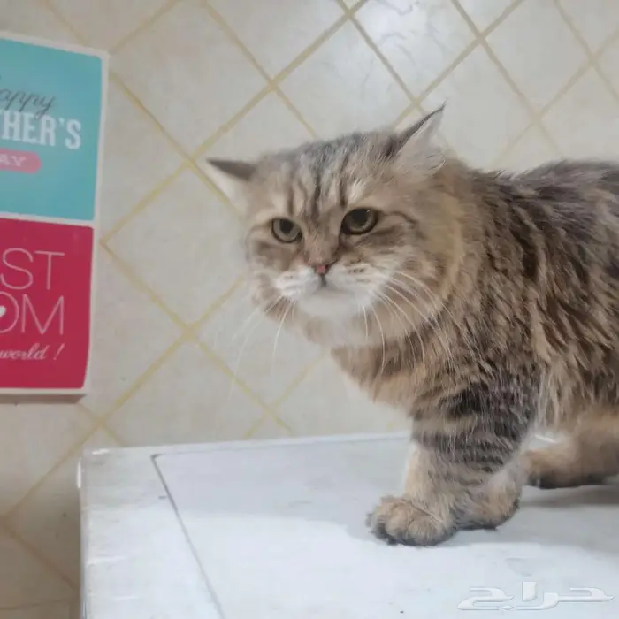 قطة رائعة انثي للتبني لمن يتقي الله فيها 2