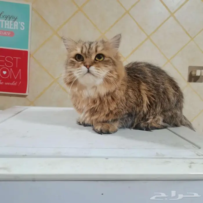 قطة رائعة انثي للتبني لمن يتقي الله فيها 0