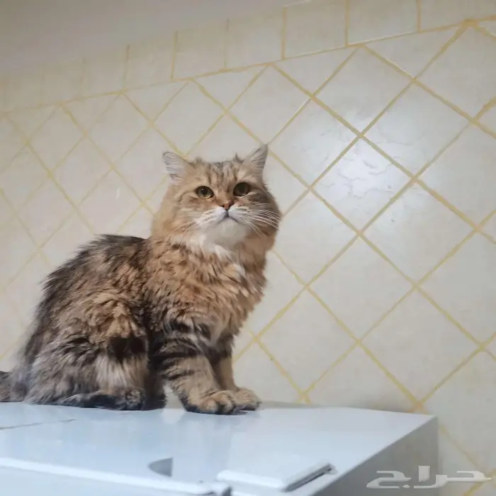 قطة رائعة انثي للتبني لمن يتقي الله فيها 1