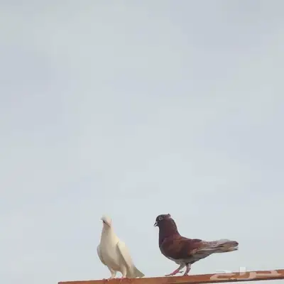 اجواز حمام للبيع 1