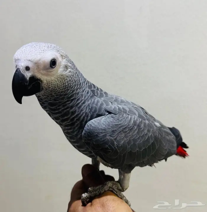 للبيع فرخ كاسكو هولندي 0