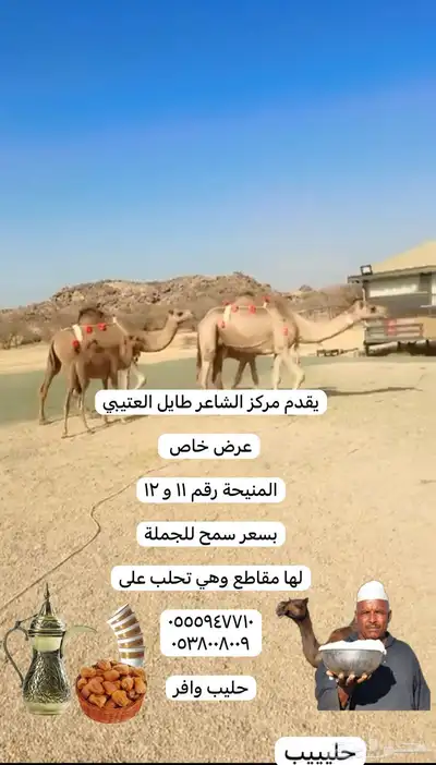 ابل خلفات وفحول 1