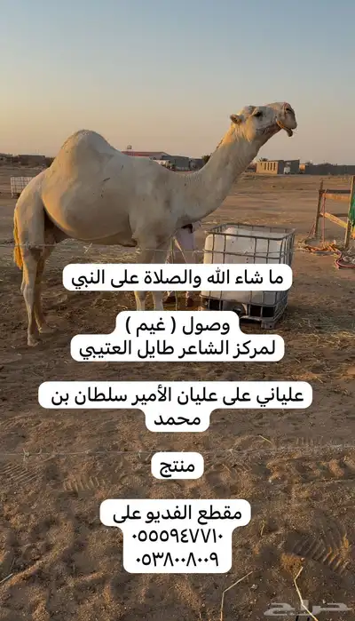ابل خلفات وفحول 3