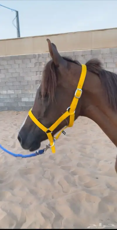 للبيع فرس شعبيه 3