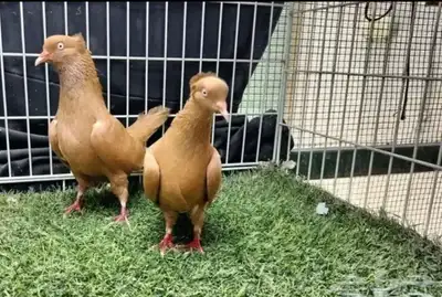 حمام هاي فلير 0