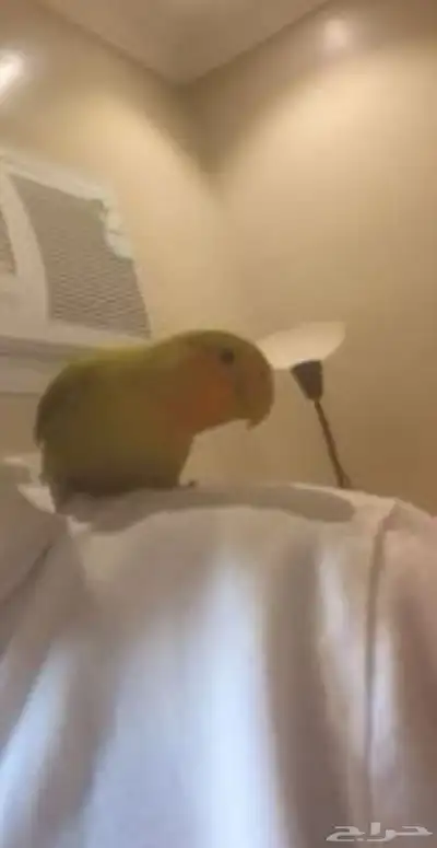 بغباء روز للبيع 1