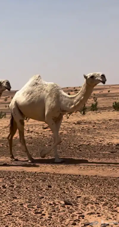 جذعه باتليه على جميع الشروط عليها30500 1