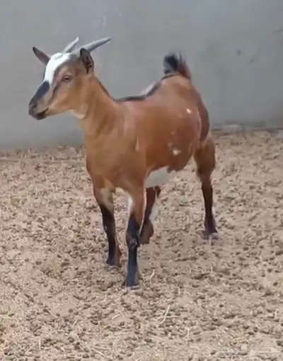 جفره قزم تشيكي بيور دافع 1