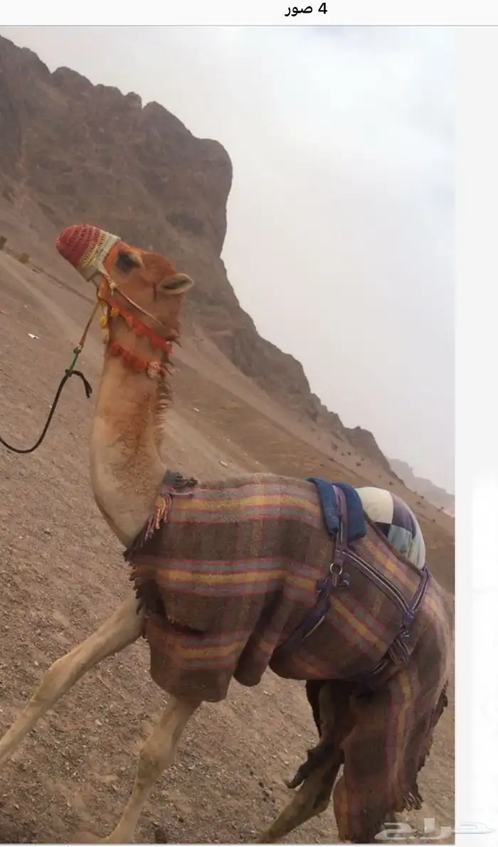 ناقه هجن للليع ام ثالث 3