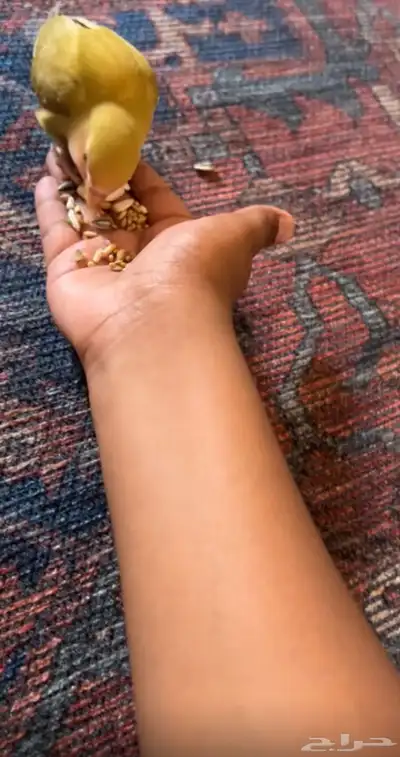 بغباء روز للبيع 3