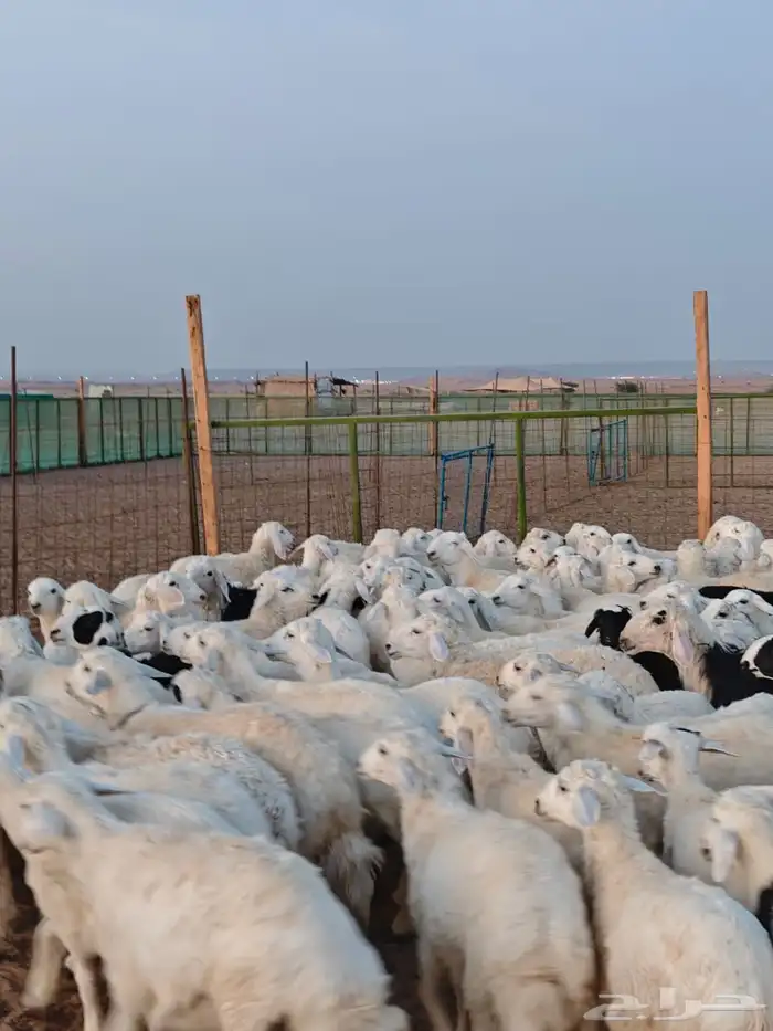 تيوس عارضية   حريات   سواكني   وحاشي بلدي  كلها بلدي 6