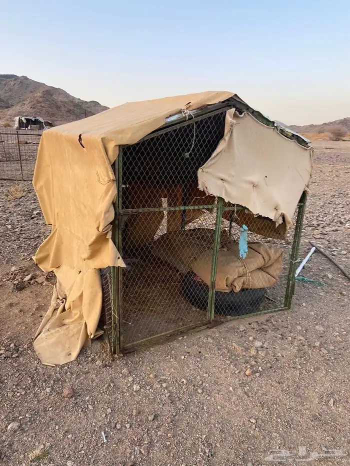 الشبوك وما الطارة وخيمة جديدة في صندقة موجودة 3