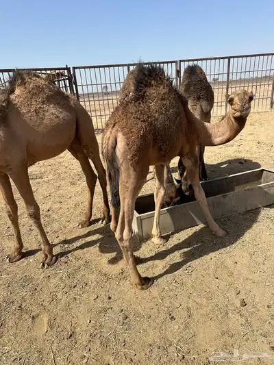 حشو للبيع 1
