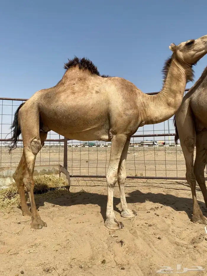 خمس لقح سواحل لهن في لقاح ثمان اشهور 2