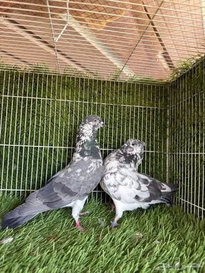 جوز شبراء 4