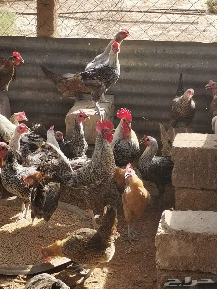 عاجل دجاج بياض بلدي 1