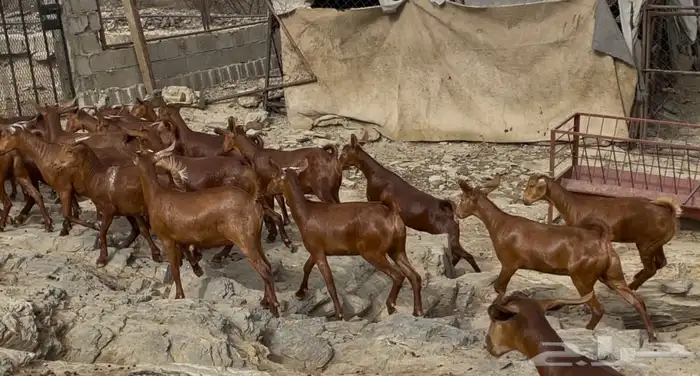 معزا دهم صنف الصنف ماشاء الله تم البييع 10
