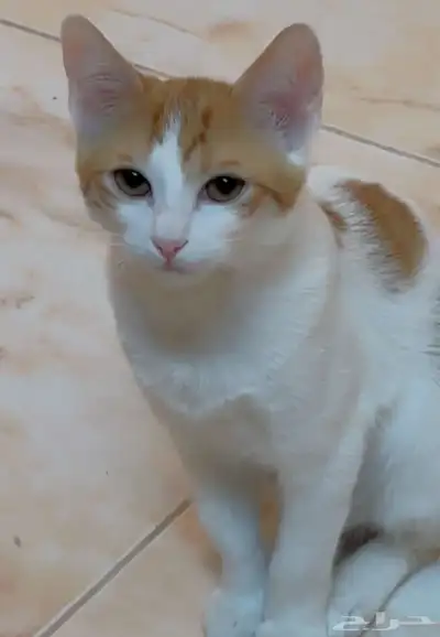 قطط 1