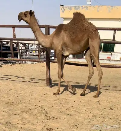 حواره فرديه وامها معها 0