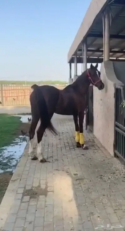 حصان شعبي للبيع علومه كلها زينه ان شاءالله 0