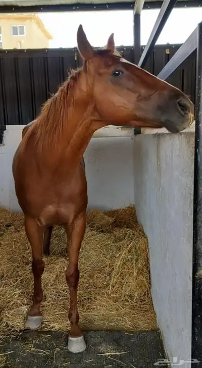 خيل إنجليزي للبيع 1