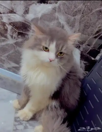 قطط من جده للتبني ذكور واناث الفصيله شيرازي مع هملايا 0