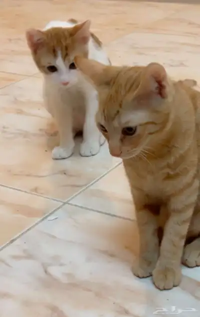 قطط 0