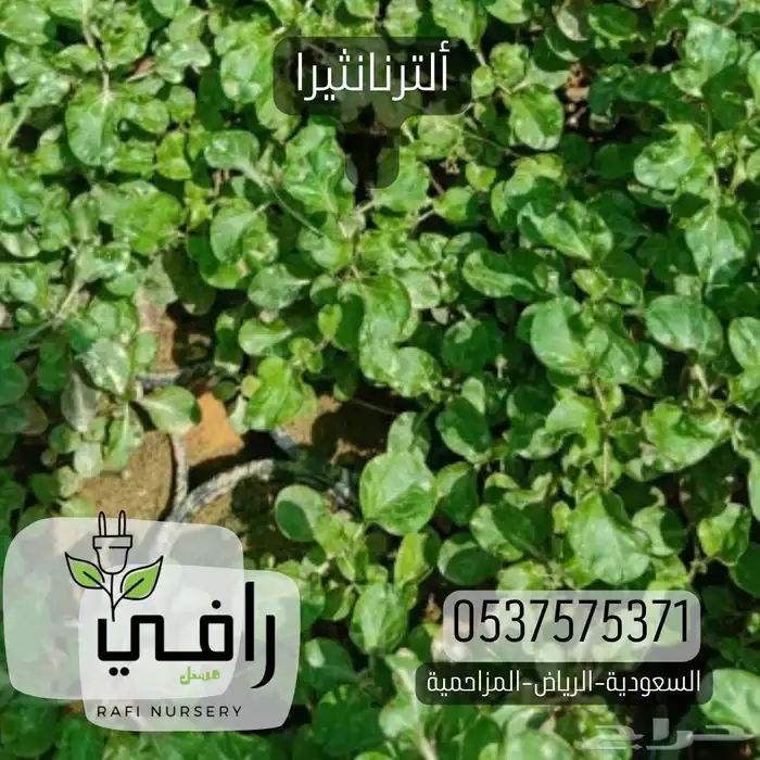 شتلات مغطيات التربة ومتسلقات تبدا من 85هلله 2
