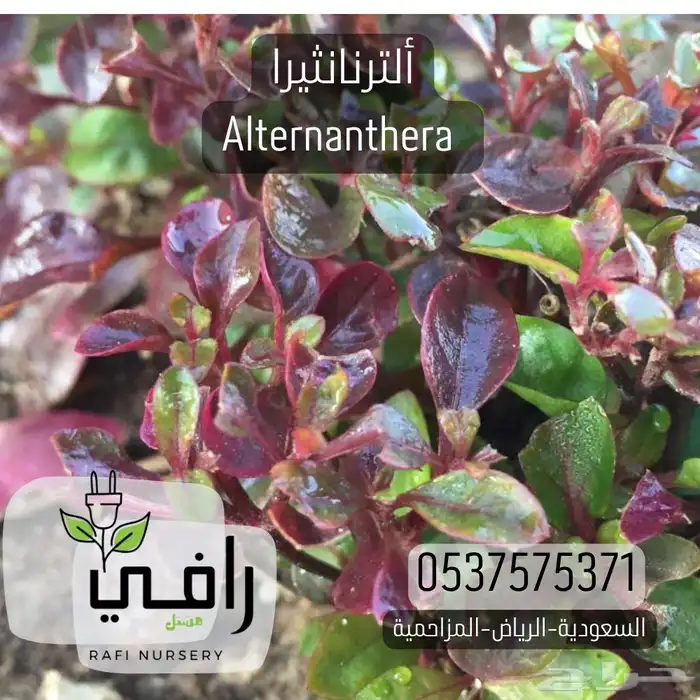 شتلات مغطيات التربة ومتسلقات تبدا من 85هلله 0