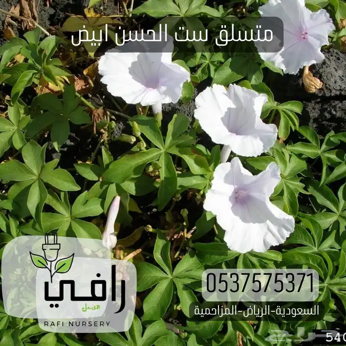 شتلات مغطيات التربة ومتسلقات تبدا من 85هلله 1