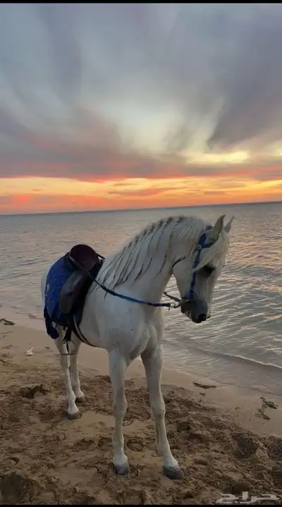 خيل لبيع صمل حار البيع مستعجل وصامل ما نختلف معه الحد خمسة 1