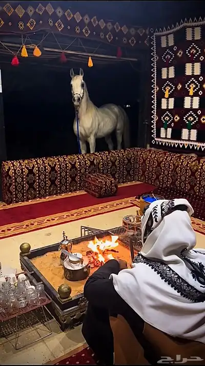 حصان عربي اصيل 2