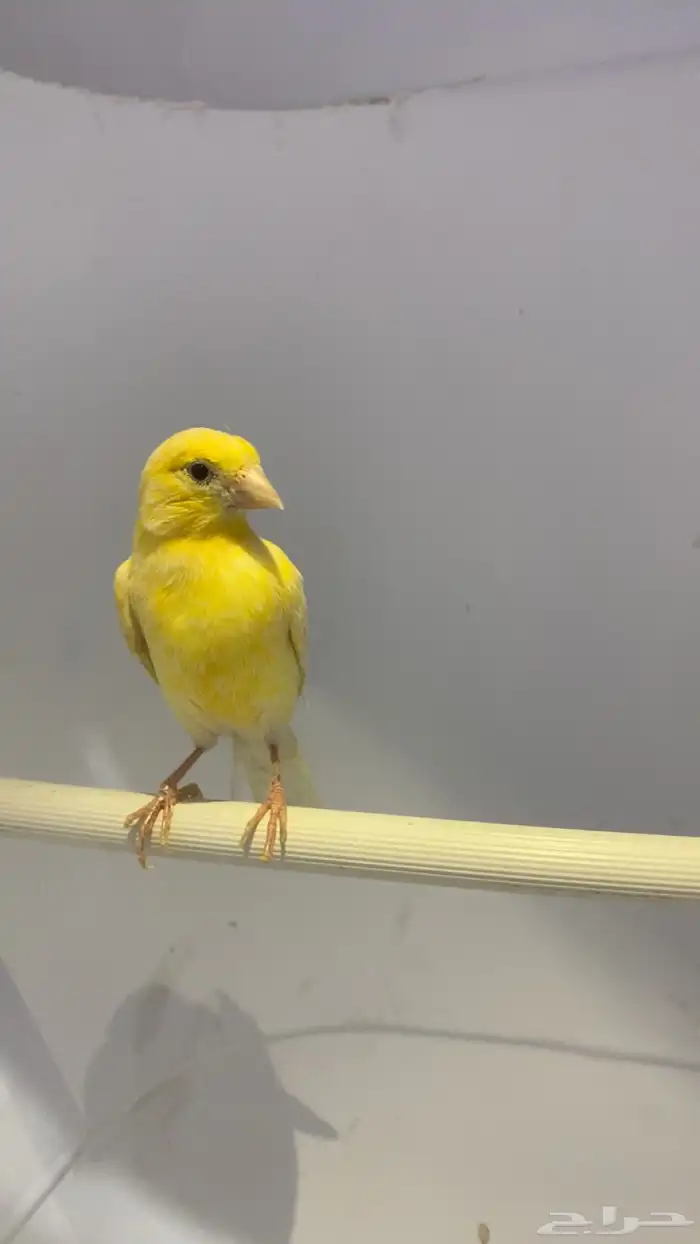 للبيع كناري 3