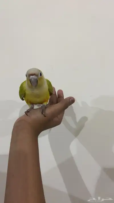 امريكان دايلوت 4