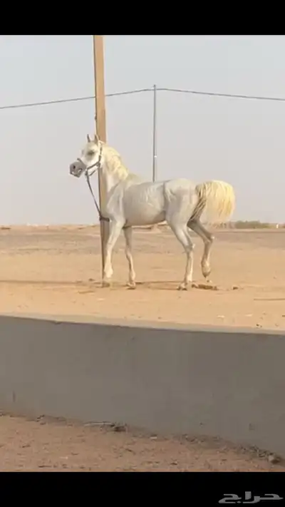 حصان شعبي 4