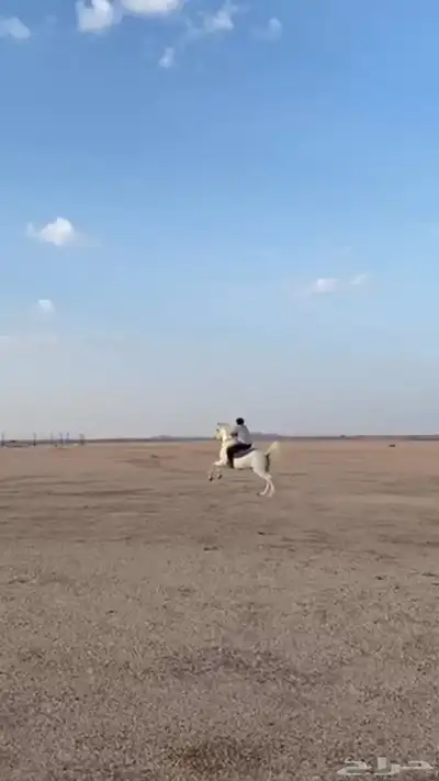 حصان شعبي 5