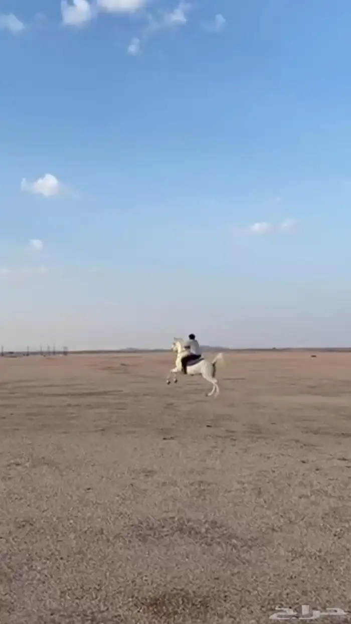 حصان شعبي 5