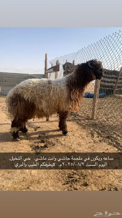 خروف بري طيب موجود بالملحمة ذبح الان 0