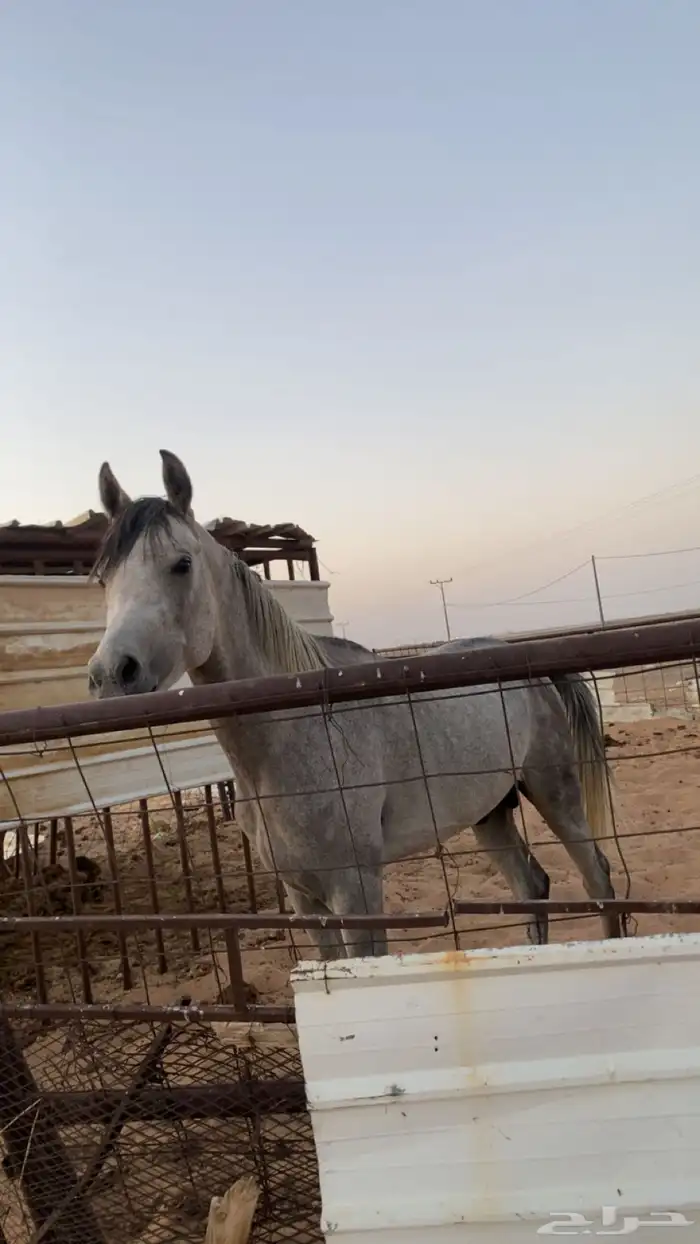 حصان شعبي شيخ 1