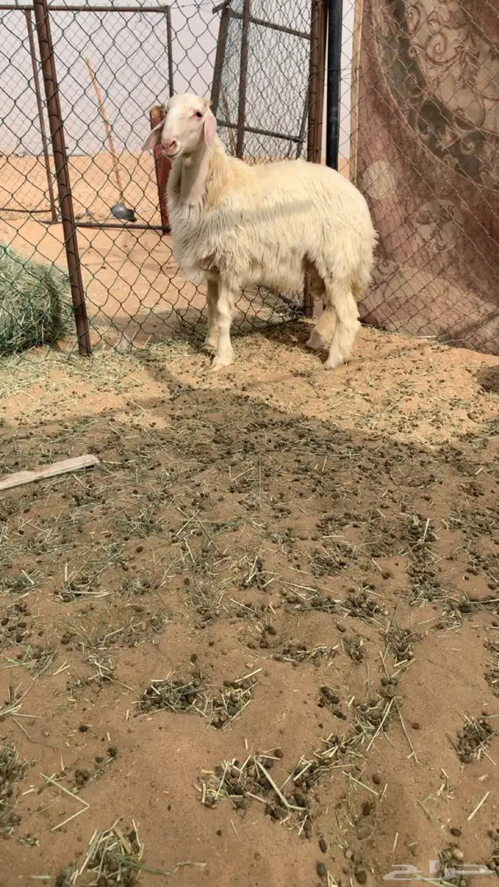 مشروع فخل اصفر ابرص 0