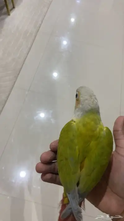 امريكان دايلوت 3