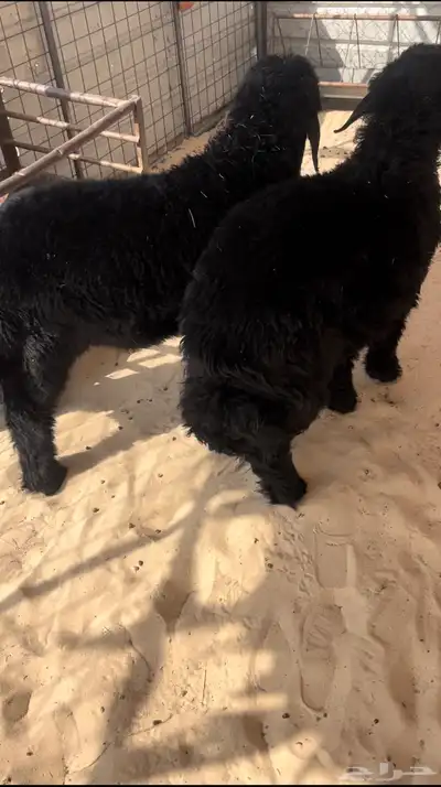 خرفان 0