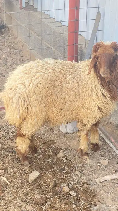 رخل طيبه ظهر فل شحم 0
