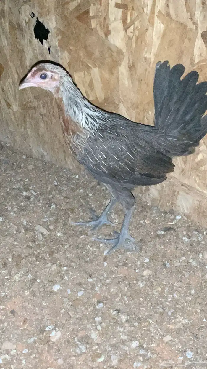 بشاير عربي شوكي 1